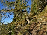 11 I larici si tingono d'autunno